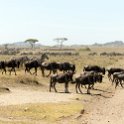 TZA SHI SerengetiNP 2016DEC25 MbalagetiRiver 031 : 2016, 2016 - African Adventures, Africa, Date, December, Eastern, Mbalageti River, Month, Places, Serengeti National Park, Shinyanga, Tanzania, Trips, Year